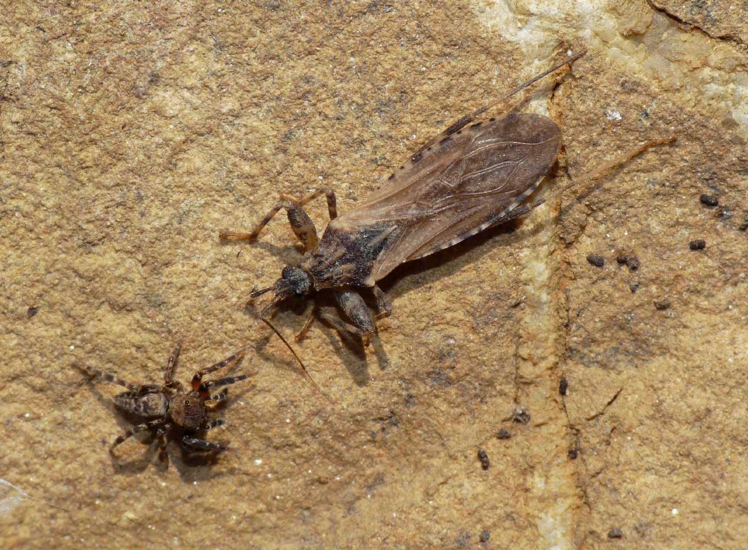 Reduviidae: Oncocephalus squalidus del Lazio (Rm)